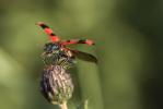 Clairon des abeilles Trichodes apiarius (Linnaeus, 1758)
