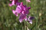 Gesse à larges feuilles, Pois vivace Lathyrus latifolius L., 1753