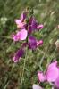 Gesse à larges feuilles, Pois vivace Lathyrus latifolius L., 1753