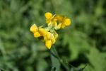 Gesse des prés Lathyrus pratensis L., 1753