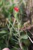 Gessette, Jarosse Lathyrus cicera L., 1753