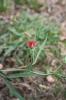 Gessette, Jarosse Lathyrus cicera L., 1753