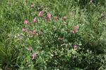 Macusson, Gland-de-terre Lathyrus tuberosus L., 1753