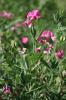 Macusson, Gland-de-terre Lathyrus tuberosus L., 1753