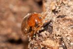 Mycétophage des céréales (le) Typhaea stercorea (Linnaeus, 1758)