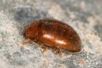 Mycétophage des céréales (le) Typhaea stercorea (Linnaeus, 1758)