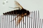 Mouches, Moustiques, Cousins Diptera Linnaeus, 1758