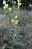 Molène blattaire, Herbe aux mites Verbascum blattaria L., 1753