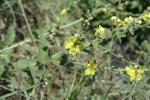 Molène blattaire, Herbe aux mites Verbascum blattaria L., 1753