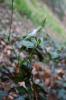 Pervenche intermédiaire Vinca difformis Pourr., 1788