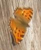 Grande Tortue (La), Vanesse de l'Orme (La), Grand- Nymphalis polychloros (Linnaeus, 1758)