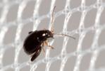 Chrysomèles Chrysomelidae Latreille, 1802