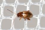 Chrysomèles Chrysomelidae Latreille, 1802
