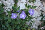 Grande pervenche Vinca major L., 1753