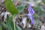 Grande pervenche Vinca major L., 1753