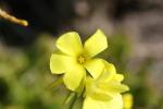 Oxalis pied-de-chèvre Oxalis pes-caprae L., 1753
