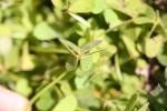 Oxalis pied-de-chèvre Oxalis pes-caprae L., 1753