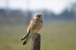 Faucon crécerelle Falco tinnunculus Linnaeus, 1758