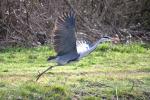 Héron cendré Ardea cinerea Linnaeus, 1758