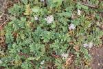 Bec de Cigogne musqué, Bec-de-grue musqué Erodium moschatum (L.) L'Hér., 1789