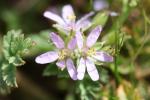 Bec de Cigogne musqué, Bec-de-grue musqué Erodium moschatum (L.) L'Hér., 1789