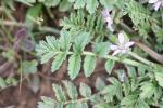 Bec de Cigogne musqué, Bec-de-grue musqué Erodium moschatum (L.) L'Hér., 1789