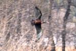 Ibis falcinelle Plegadis falcinellus (Linnaeus, 1766)