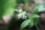 Arabette des Alpes, Corbeille-d'argent Arabis alpina L., 1753