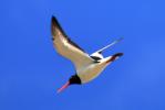 Huîtrier pie Haematopus ostralegus Linnaeus, 1758