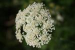 Oenanthe faux boucage Oenanthe pimpinelloides L., 1753
