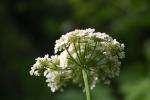 Oenanthe faux boucage Oenanthe pimpinelloides L., 1753