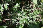 Oenanthe faux boucage Oenanthe pimpinelloides L., 1753