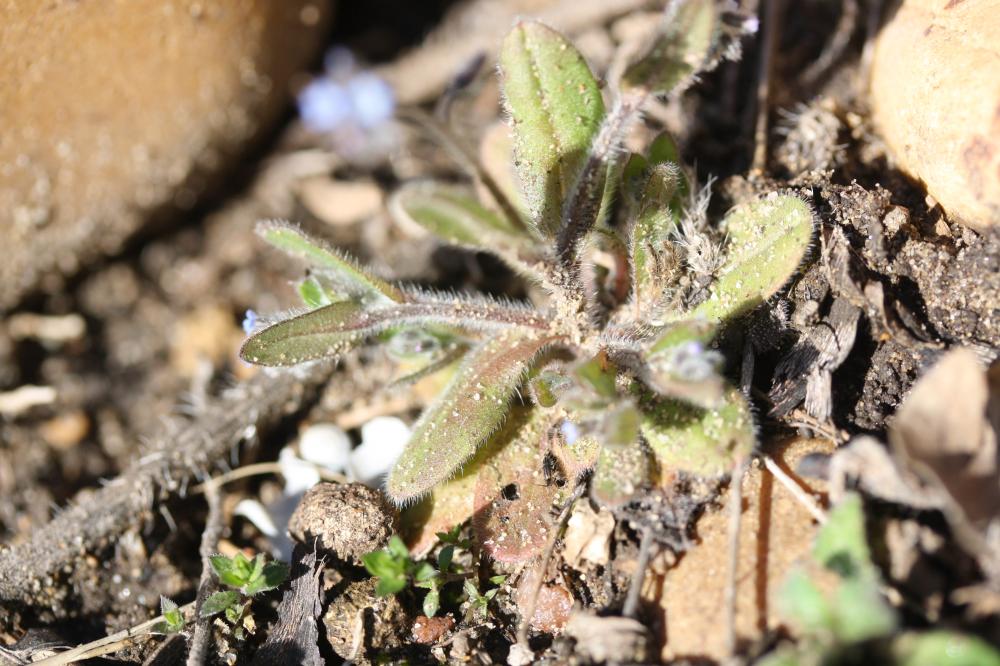Myosotis des champs Myosotis arvensis (L.) Hill, 1764
