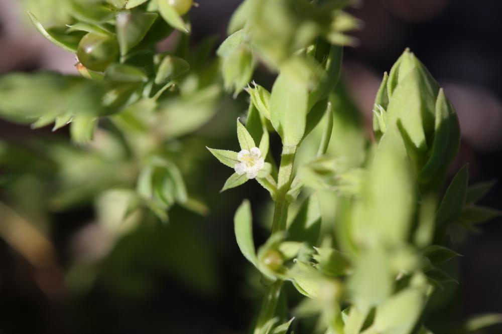 Astérolinon Lysimachia linum-stellatum L., 1753