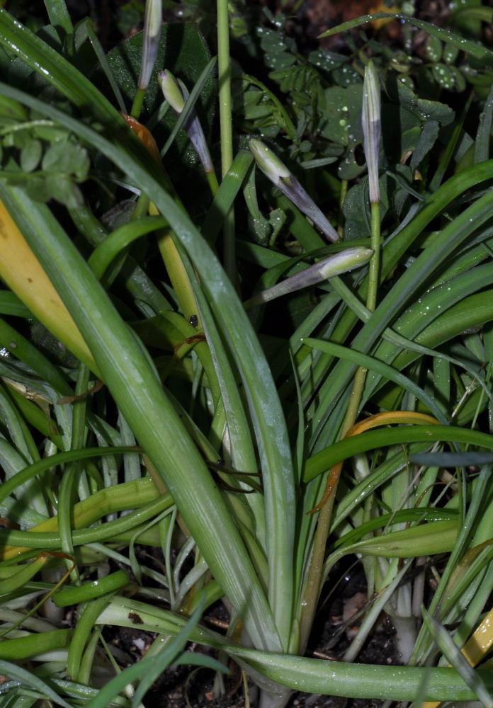 Iphéion Tristagma uniflorum (Lindl.) Traub, 1963