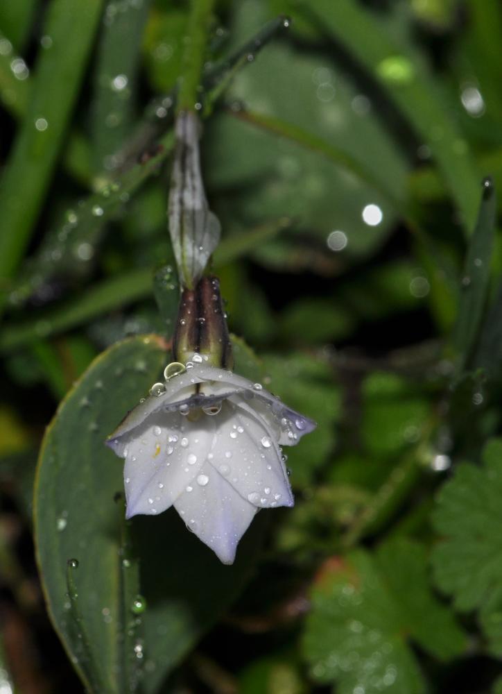 Iphéion Tristagma uniflorum (Lindl.) Traub, 1963