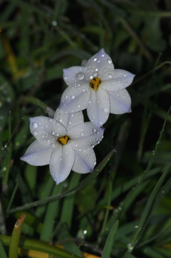 Iphéion Tristagma uniflorum (Lindl.) Traub, 1963