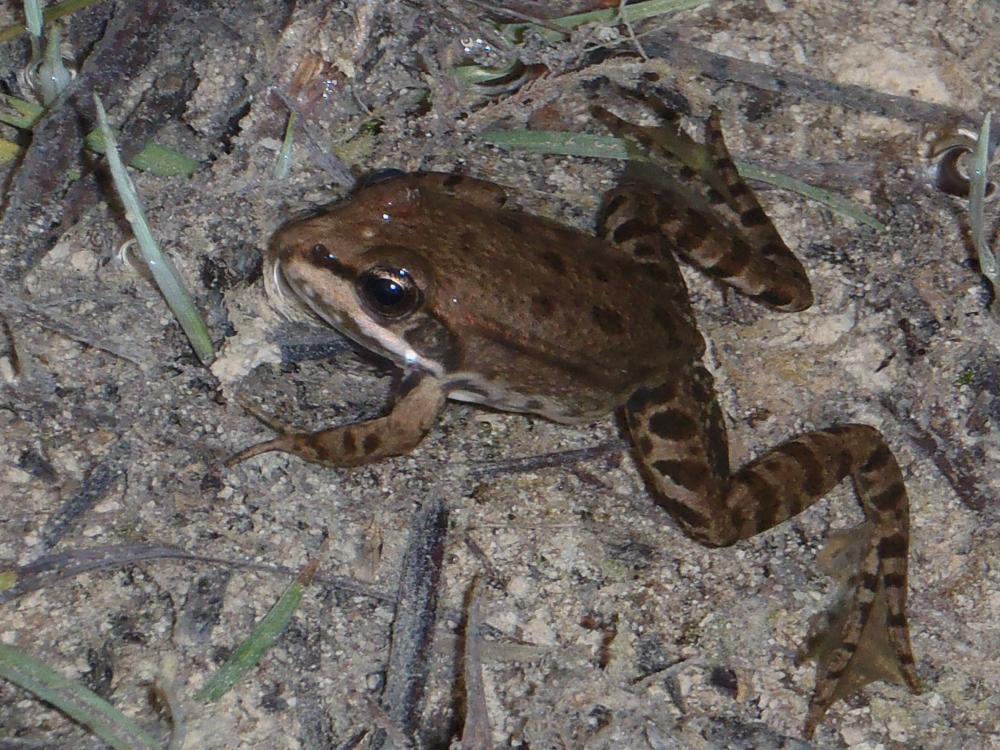 Grenouille Rana Linnaeus, 1758