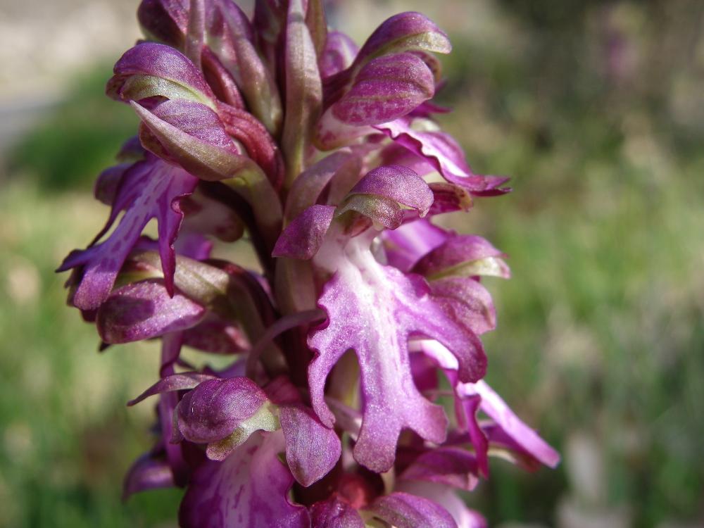 Orchis géant, Orchis à longues bractées, Barlie Himantoglossum robertianum (Loisel.) P.Delforge, 1999