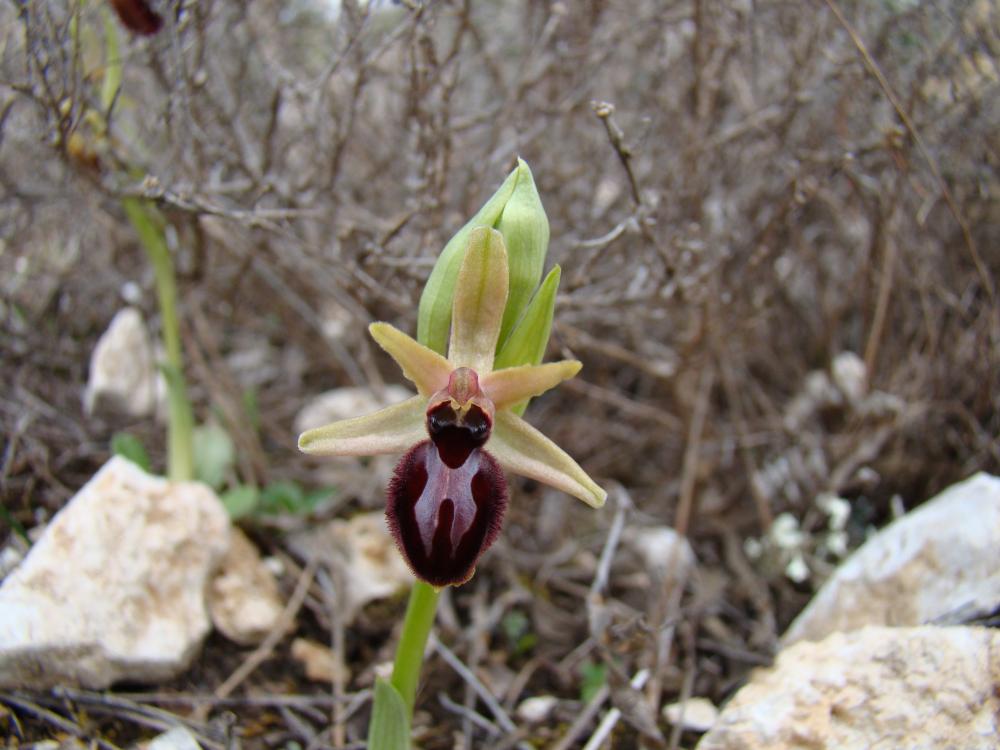 Ophrys occidentalis (Scappat.) Scappat. & M.Demange, 2005