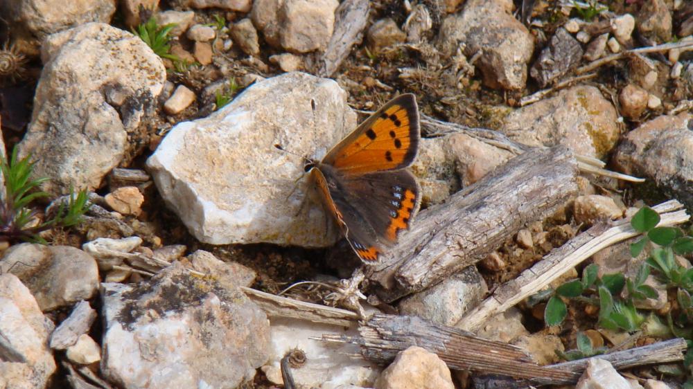 Cuivré commun (Le), Argus bronzé (L'), Bronzé (Le) Lycaena phlaeas (Linnaeus, 1760)