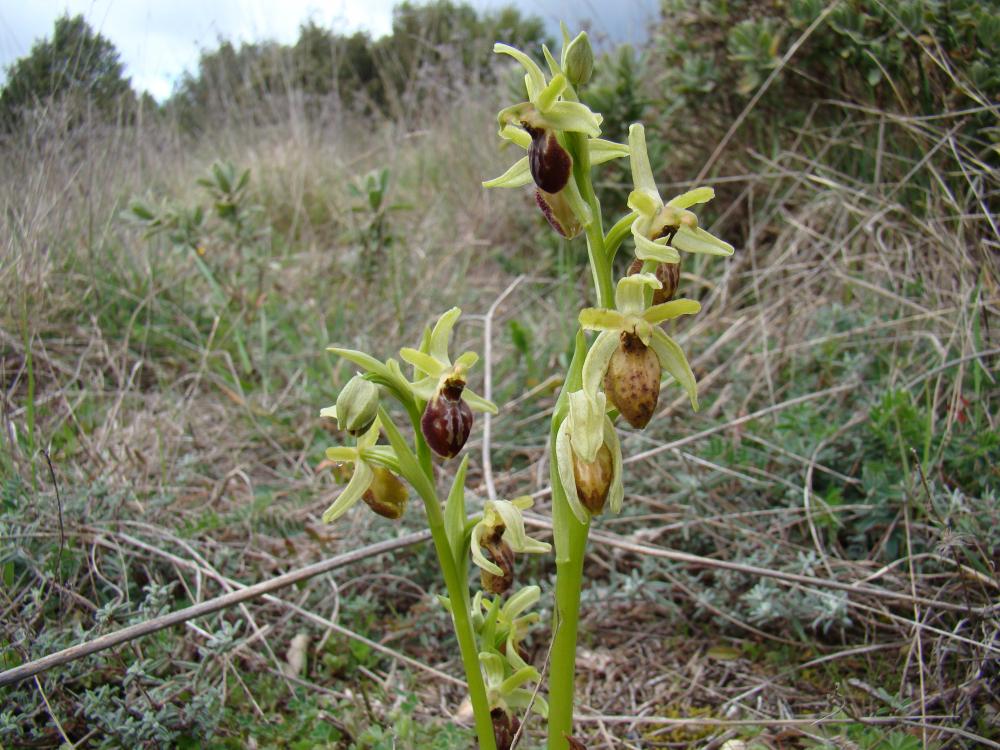  Ophrys occidentalis (Scappat.) Scappat. & M.Demange, 2005