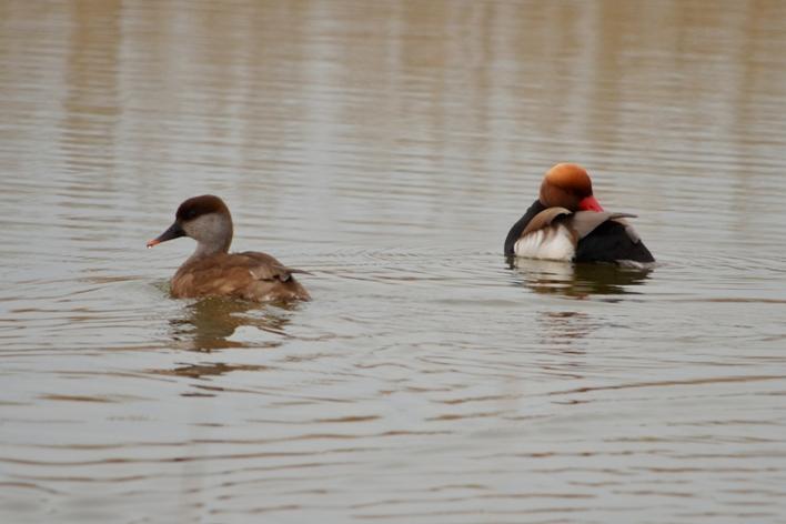 Nette rousse Netta rufina (Pallas, 1773)
