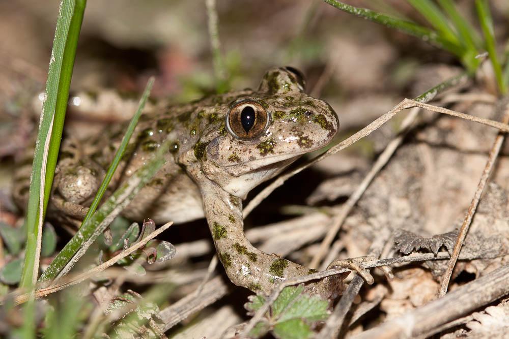 Pélodyte ponctué Pelodytes punctatus (Daudin, 1803)