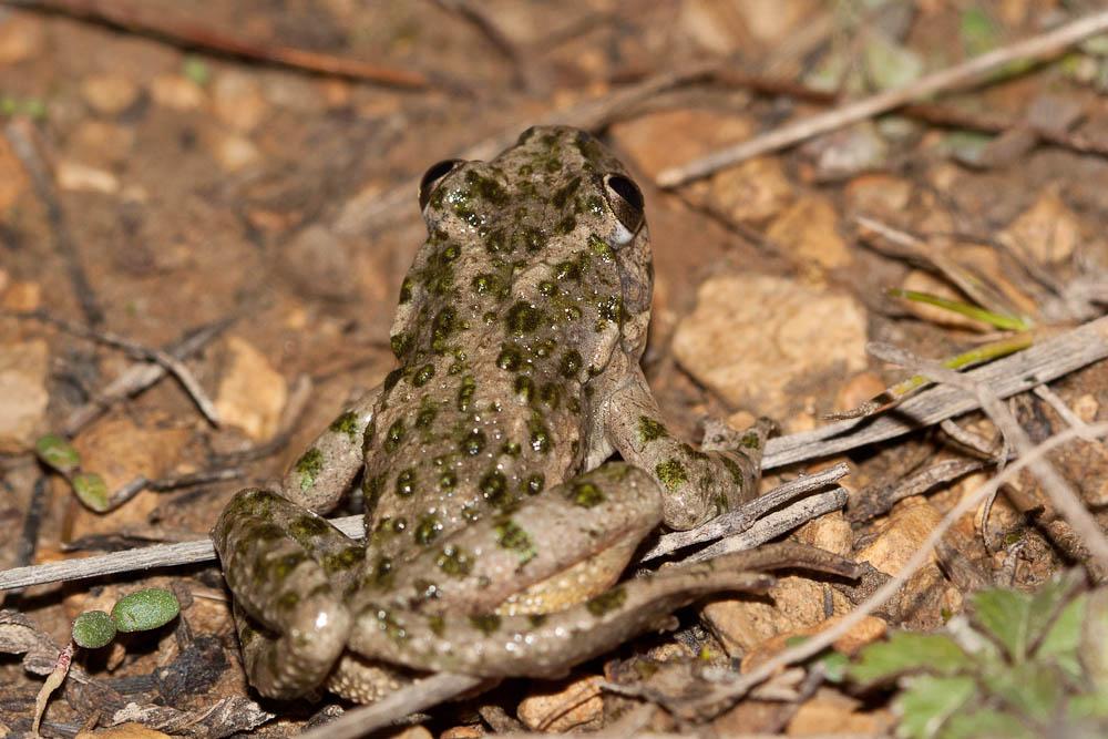 Pélodyte ponctué Pelodytes punctatus (Daudin, 1803)