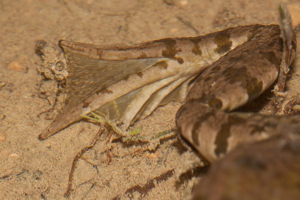Grenouille rieuse Pelophylax ridibundus (Pallas, 1771)