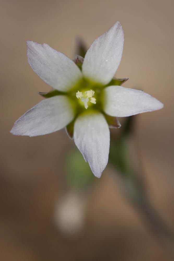 Holostée en ombelle Holosteum umbellatum L., 1753