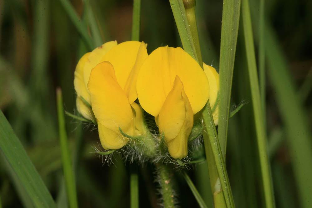 Lotier hispide Lotus hispidus Desf. ex DC., 1805