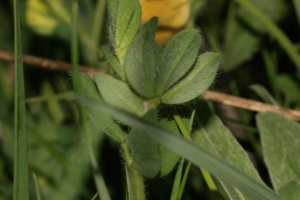 Lotier hispide Lotus hispidus Desf. ex DC., 1805