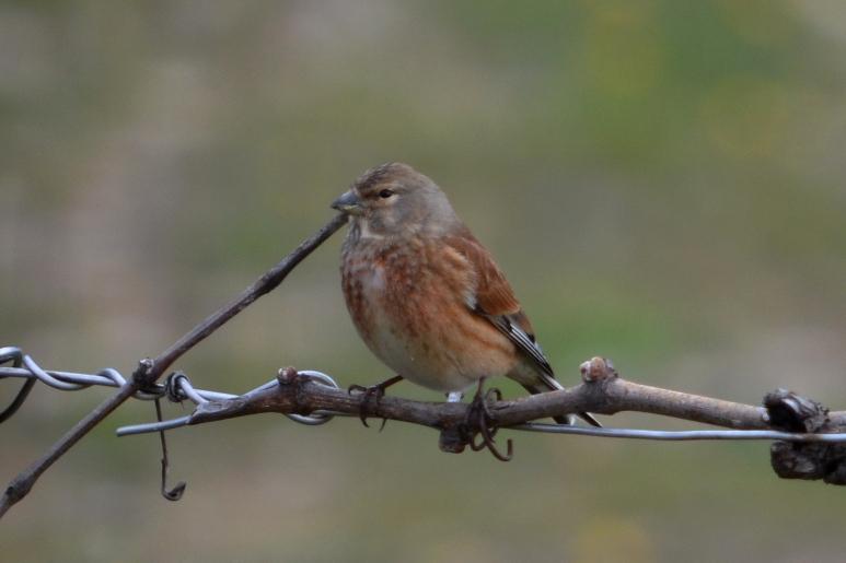 Linotte mélodieuse Carduelis cannabina (Linnaeus, 1758)